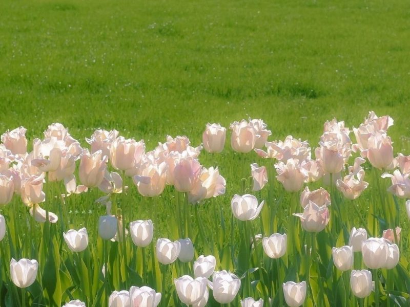 【源頭傳訊】致攜光者、星種、覺醒者